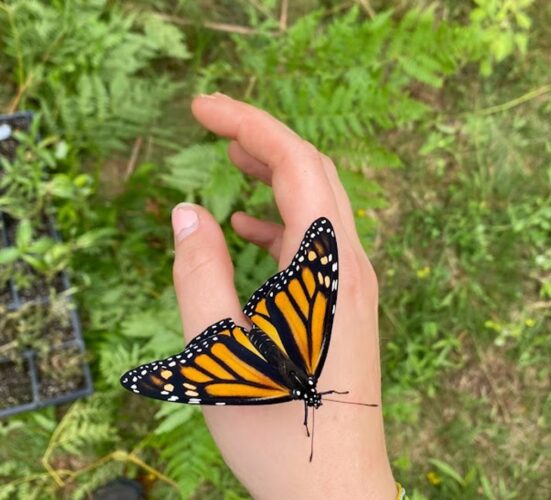 Monarchs and milkweed: Superior Watershed Partnership offering free seeds